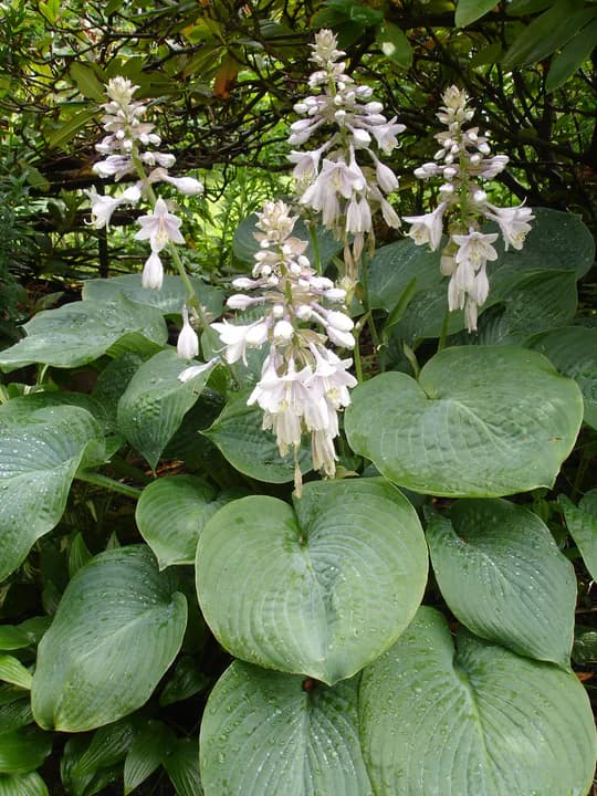 Representative photograph: Hosta (plantain lily).