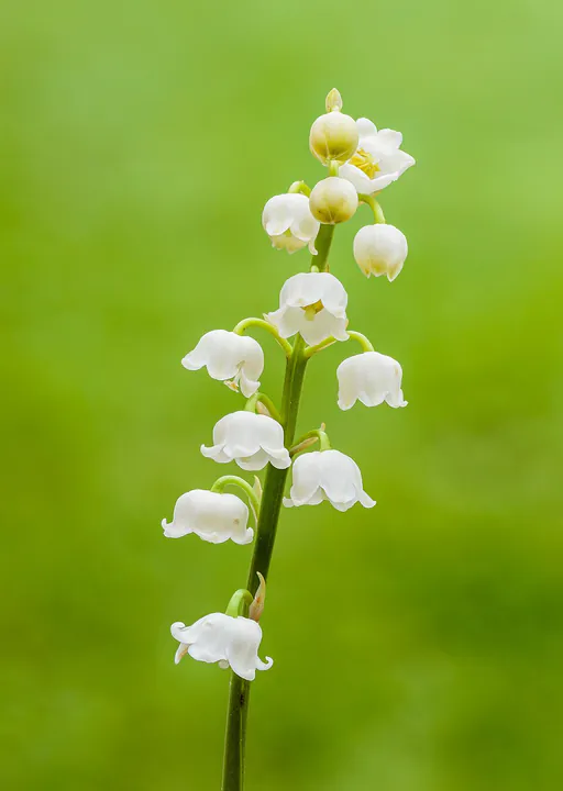 Blomsterstengel av liljekonvall med små hvite klokker.