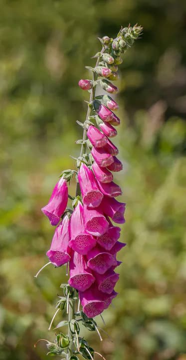 Revebjelle med høy stengel og hengende rosa klokkeformede blomster.