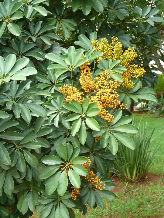 Representative photograph: Schefflera (umbrella tree).