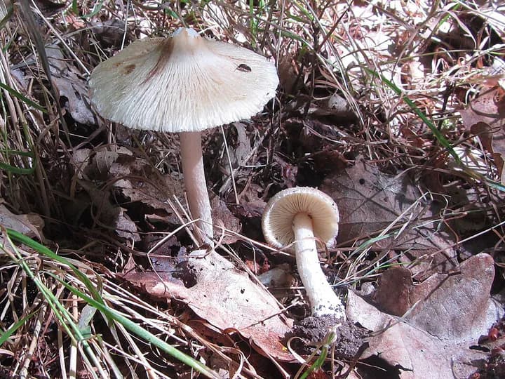 Trevlesopp med lys, radiært oppsprukket hatt på skogbunn.
