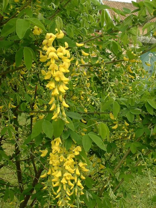 Representative photograph: Laburnum.