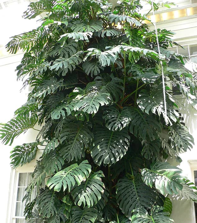 Representativt fotografi: Monstera (vindusblad).