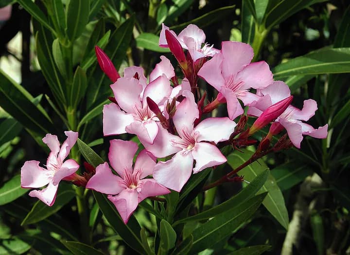 Oleander med smale læraktige blad og rosa blomster.