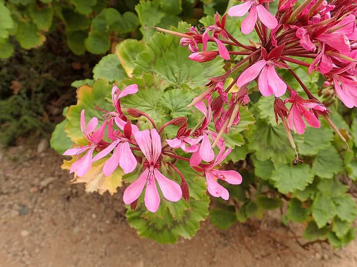 Representativt fotografi: Pelargonium (geranium).