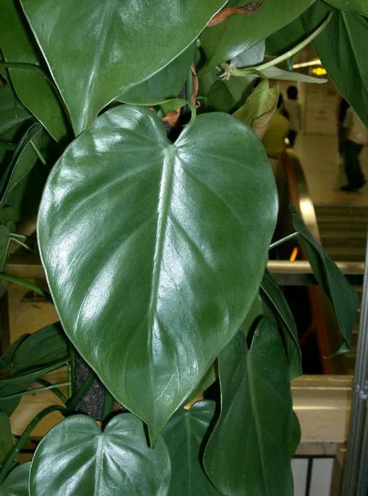 Representativt fotografi: Philodendron.
